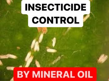 INSECTICIDE CONTROL BY MINERAL OIL | MANUFACTURING PROCESS