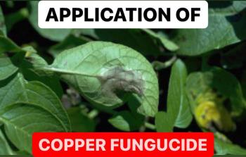 APPLICATION OF COPPER FUNGICIDE PRODUCTS
