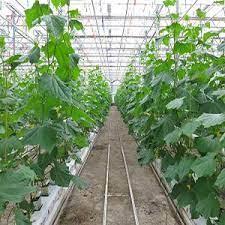 Disinfectant for greenhouse with plants manufacturing process | Formulations