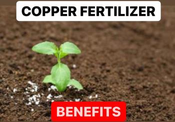 WHAT IS COPPER FERTILIZER | BENEFITS OF COPPER FERTILIZER