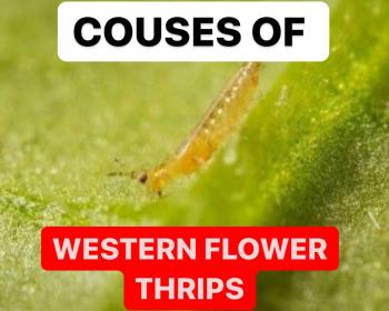 CAUSES OF WESTERN FLOWER THRIPS