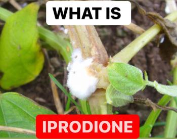 WHAT IS IPRODIONE | PROPERTIES OF IPRODIONE