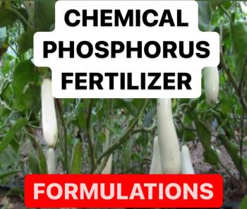 APPLICATION OF PHOSPHORUS FERTILIZER | PREPARATION OF PHOSPHORUS ...