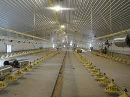Chemicals and ingredients of surface disinfectants and surface cleaner of chicken farm