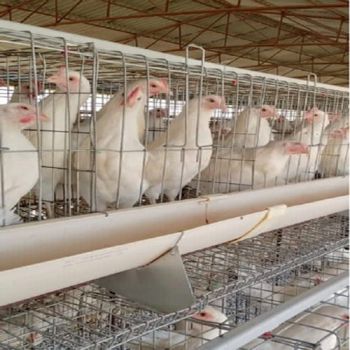 Production and formulations of povidone iodine disinfectants for chicken farm