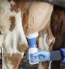 How to make cow udder cleaner and sanitizer spray