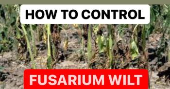 HOW TO CONTROL FUSARIUM WILT | FUSARIUM WILT TREATMENT