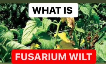 WHAT IS FUSARIUM WILT ? | CAUSES OF FUSARIUM WILT | FUNGICIDES