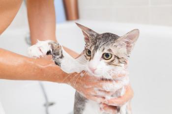 Formulations And Production Process of flea and tick shampoo for cats and dogs