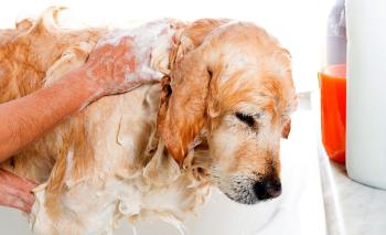 MAKING SHAMPOO AND CONDITIONER FOR CATS AND DOGS | MANUFACTURING