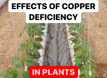 Effects of Copper Deficiency in Plants
