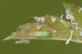 Ingredienti dell'insetticida come concentrato in sospensione ( SC ) | Formulazioni di insetticida come concentrato in sospensione ( SC )