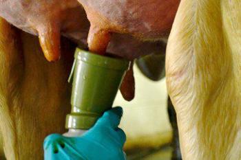 Povidone iodibe based disinfectants for cow udder formulations and production process