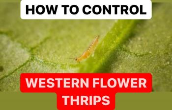 HOW TO CONTROL WESTERN FLOWER THRIPS