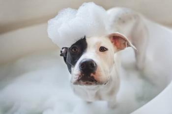 HOW TO MAKE ANTIFUNGAL AND ANTIBACTERIAL SHAMPOO FOR CAT AND DOG