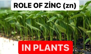 ROLE OF ZİNC (ZN) İN PLANTS | BENEFITS OF ZINC FERTILIZERS