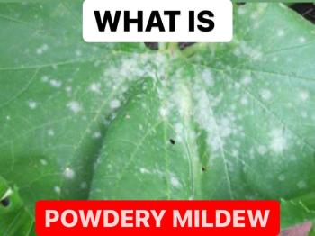 WHAT IS POWDERY MILDEW | TREATMENT OF POWDERY MILDEW