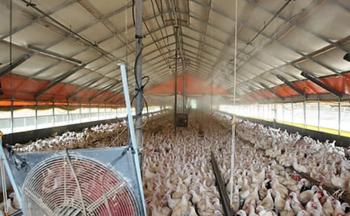 Peracetic acid disinfectans for chicken farm composition and compound | Formulations