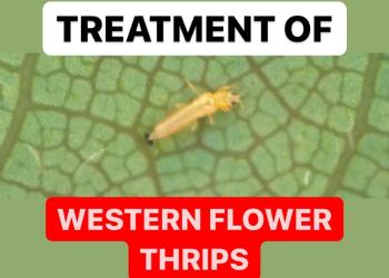 TREATMENT OF WESTERN FLOWER THRIPS | MANAGEMENT OF THRIPS