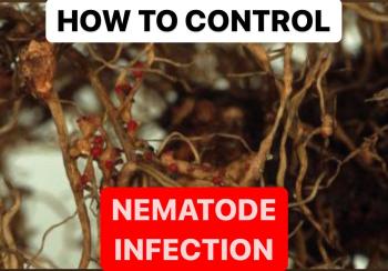 TO CONTROL NEMATODE INFECTION | TREATMENT OF ROOT KNOT NEMATODE