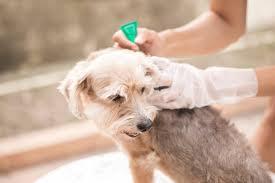 COMPOSITION AND COMPOUND OF ANTIFUNGAL AND ANTIBACTERIAL SHAMPOO FOR CATS AND DOGS
