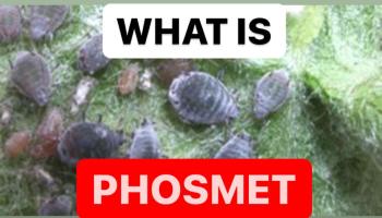 WHAT IS PHOSMET | PROPERTIES OF PHOSMET | INSECTICIDE FORMULA