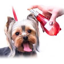 Preparation of dog and cat perfume aerosol spray | Formulations