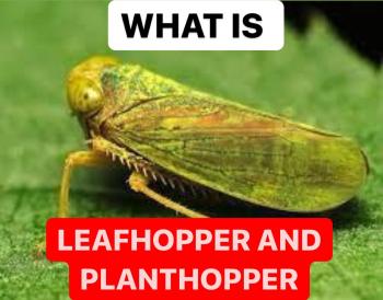 WHAT IS LEAFHOPPER AND PLANTHOPPER | DEFINITION