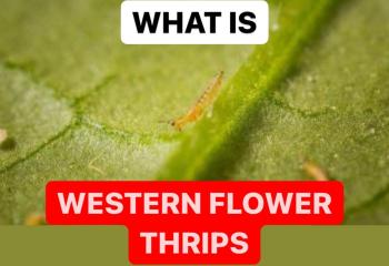 WHAT IS WESTERN FLOWER THRIPS | DEFINITION OF THRIPS