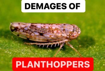DAMAGES OF PLANTHOPPERS | CAUSES OF LEAFHOPPERS
