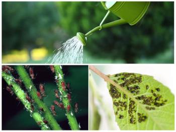 Herstellung von Insektiziden als Spritzgranulat ( WG ) und Spritzpulver ( WP ) | Insektizidformulierungen als Spritzgranulat ( WG ) und Spritzpulver ( WP )