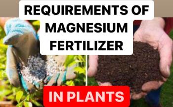 REQUIREMENTS OF MAGNESIUM FERTILIZER IN PLANTS