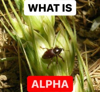 WHAT IS ALPHA - CYPERMETHRIN | INSECTICIDE FORMULATIONS | PRODUCTIONS