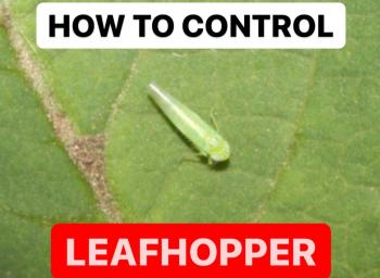 HOW TO CONTROL LEAFHOPPER | MAKING OILS BASED SOLUTION