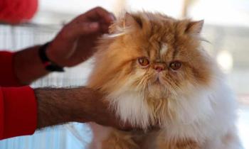 Production And Formulation of pet shampoo for cats and dogs