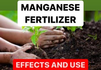 USES OF MANGANESE FERTILIZER | EFFECTS OF MANGANESE FERTILIZERS