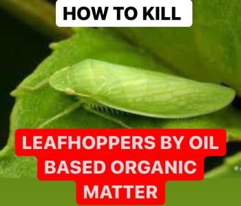 HOW TO KILL LEAFHOPPERS BY OIL BASED ORGANIC MATTER | FORMULATIONS
