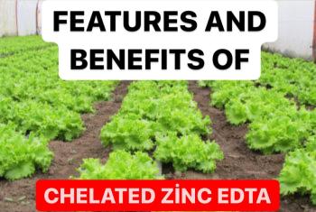 FEATURES AND BENEFİTS OF CHELATED ZİNC EDTA