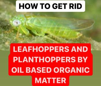 HOW TO GET RID OF LEAFHOPPERS AND PLANTHOPPERS BY OIL BASED ORGANIC MATTER