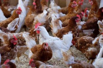 Make concentrate multi purpose disinfectant and cleaner for chicken farm with formulations