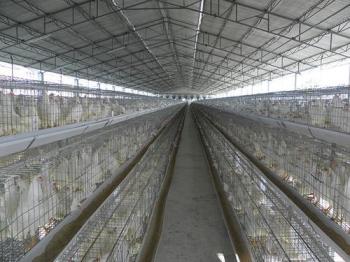 Composition and compound of didecyldimethylammonium chloride ( QAC ) disinfectants for chicken farm