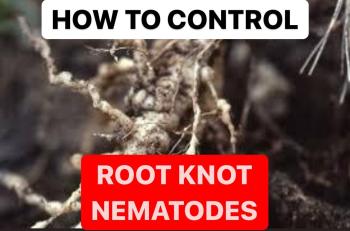 HOW TO CONTROL ROOT KNOT NEMATODES