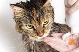 HOW TO MAKE FLEA AND TICK SHAMPOO FOR CATS AND DOGS