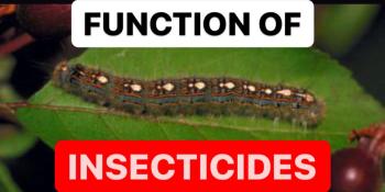FUNCTIONS OF INSECTICIDES | OVERVIEW OF INSECTICIDE PESTICIDES