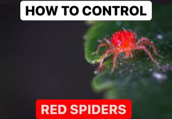 HOW TO CONTROL RED SPIDERS | FORMULATIONS