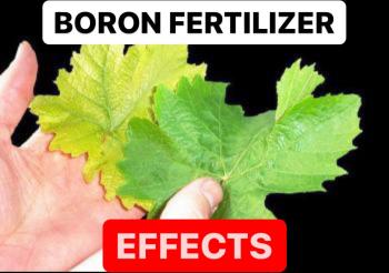 EFFECTS OF BORON FERTILIZER IN PLANTS | BORON DEFICIENCY