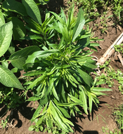 Cómo hacer pesticida herbicida | Formulaciones de plaguicidas herbicidas