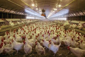 Formulations and production process of peracetic acid based multi purpose disinfectants for chicken farm