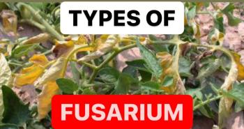 TYPES OF FUSARIUM | WHAT IS FUSARIUM OXYSPORUM | DEFINITION