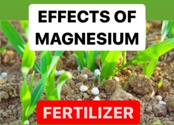 EFFECTS OF MAGNESIUM FERTILIZER | BENEFITS OF MAGNESIUM FERTILIZER IN PLANTS